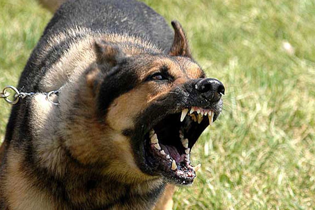 Problemas de conducta perros - Baños de tratamiento perros - Alojamiento perros barcelona