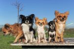 Residencia canina para perros pequeños en Barcelona. La mejor opción para cuidar a tu mascota