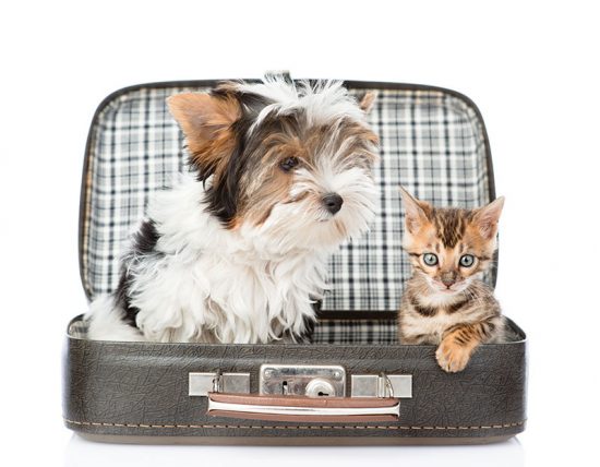 Reserva online residencia canina y felina en Barcelona